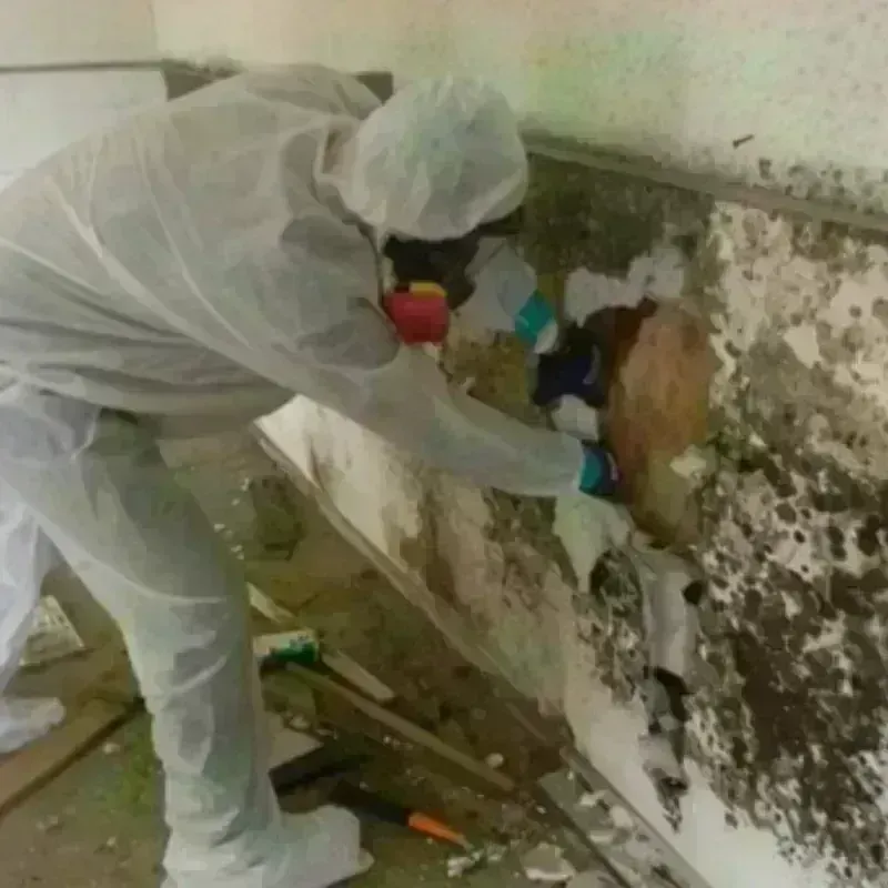 Mold Remediation and Removal in Pella, IA